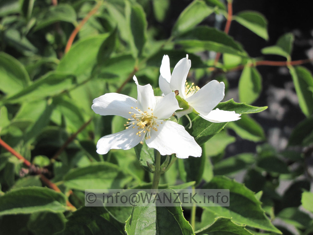 Philadelphus Silberregen.JPG